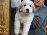 Great Pyrenese Puppy