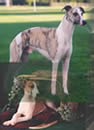 Breeder of Champion Whippets